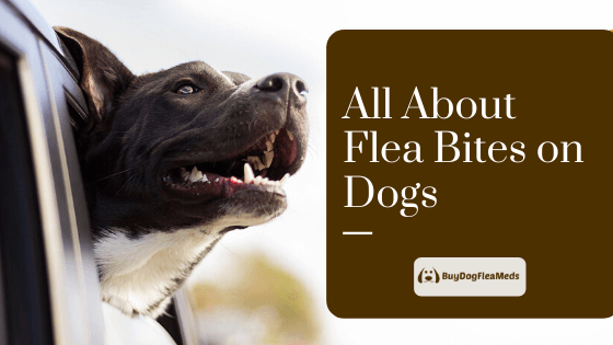 Know all about Flea bites on dogs - buydogfleameds - July 2022