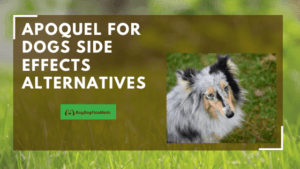 Apoquel For Dogs Side Effects & Alternatives - buydogfleameds - May 2023